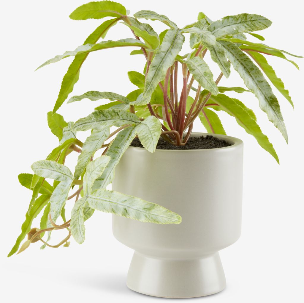 Artificial plant OLSEN D9xH20cm w/pot - JYSK
